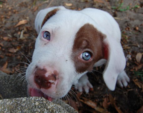 German the Bulldog-Lab Puppy