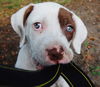 German the Bulldog-Lab Puppy