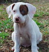 German the Bulldog-Lab Puppy