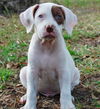 German the Bulldog-Lab Puppy