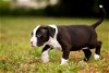 Tubbs the Bulldog-Lab Puppy