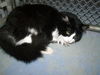 Baby the Snuggly Cat