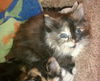 Pearl the Magnificant Tortie Kitten