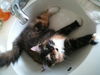 Pearl the Magnificant Tortie Kitten
