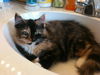 Pearl the Magnificant Tortie Kitten