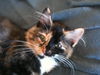 Pearl the Magnificant Tortie Kitten