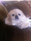 Lola the Pekingese