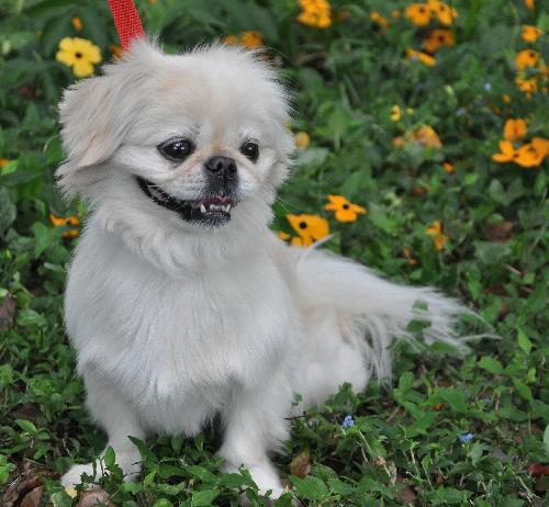 Lola the Pekingese