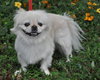 Lola the Pekingese