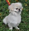 Lola the Pekingese