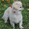 Lola the Pekingese
