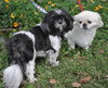 Lola the Pekingese