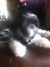 Stella the Shih Tzu
