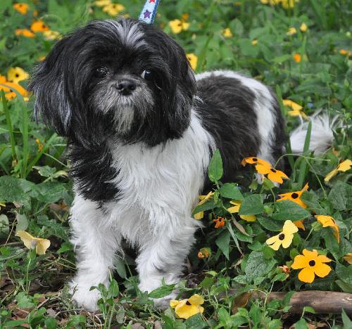 Stella the Shih Tzu