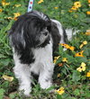 Stella the Shih Tzu