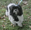 Stella the Shih Tzu