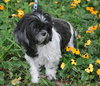 Stella the Shih Tzu