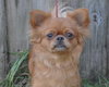 Aries the Long Haired Chihuahua