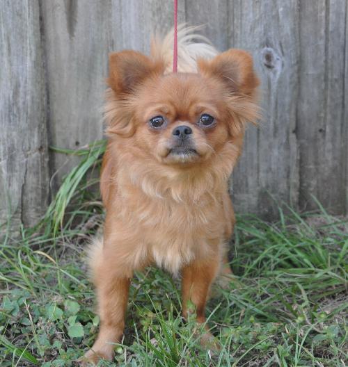 Aries the Long Haired Chihuahua