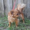 Aries the Long Haired Chihuahua