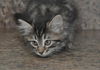 Harley the Maine Coon Kitten