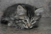 Harley the Maine Coon Kitten