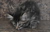 Harley the Maine Coon Kitten