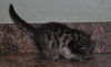 Harley the Maine Coon Kitten