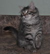 Harley the Maine Coon Kitten