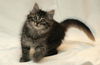 Harley the Maine Coon Kitten