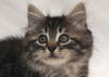Harley the Maine Coon Kitten