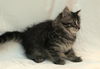 Harley the Maine Coon Kitten