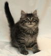 Harley the Maine Coon Kitten