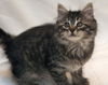 Harley the Maine Coon Kitten