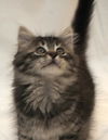 Harley the Maine Coon Kitten