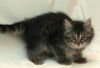 Harley the Maine Coon Kitten