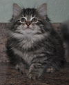 Savannah the Maine Coon Kitten