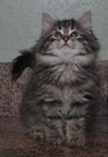Savannah the Maine Coon Kitten