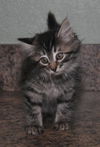 Savannah the Maine Coon Kitten