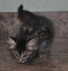 Savannah the Maine Coon Kitten