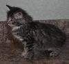 Savannah the Maine Coon Kitten