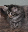 Savannah the Maine Coon Kitten