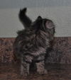 Savannah the Maine Coon Kitten