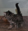 Savannah the Maine Coon Kitten