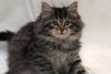 Savannah the Maine Coon Kitten
