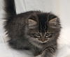 Savannah the Maine Coon Kitten