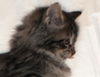 Savannah the Maine Coon Kitten