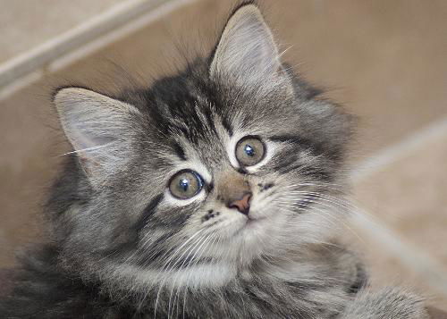 Savannah the Maine Coon Kitten
