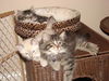 Savannah the Maine Coon Kitten