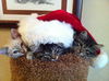 Savannah the Maine Coon Kitten